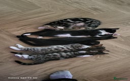 Bengal cats for sale: Half Bengal kittens  - Image 1