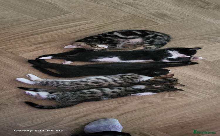 Bengal cats - Advert 1