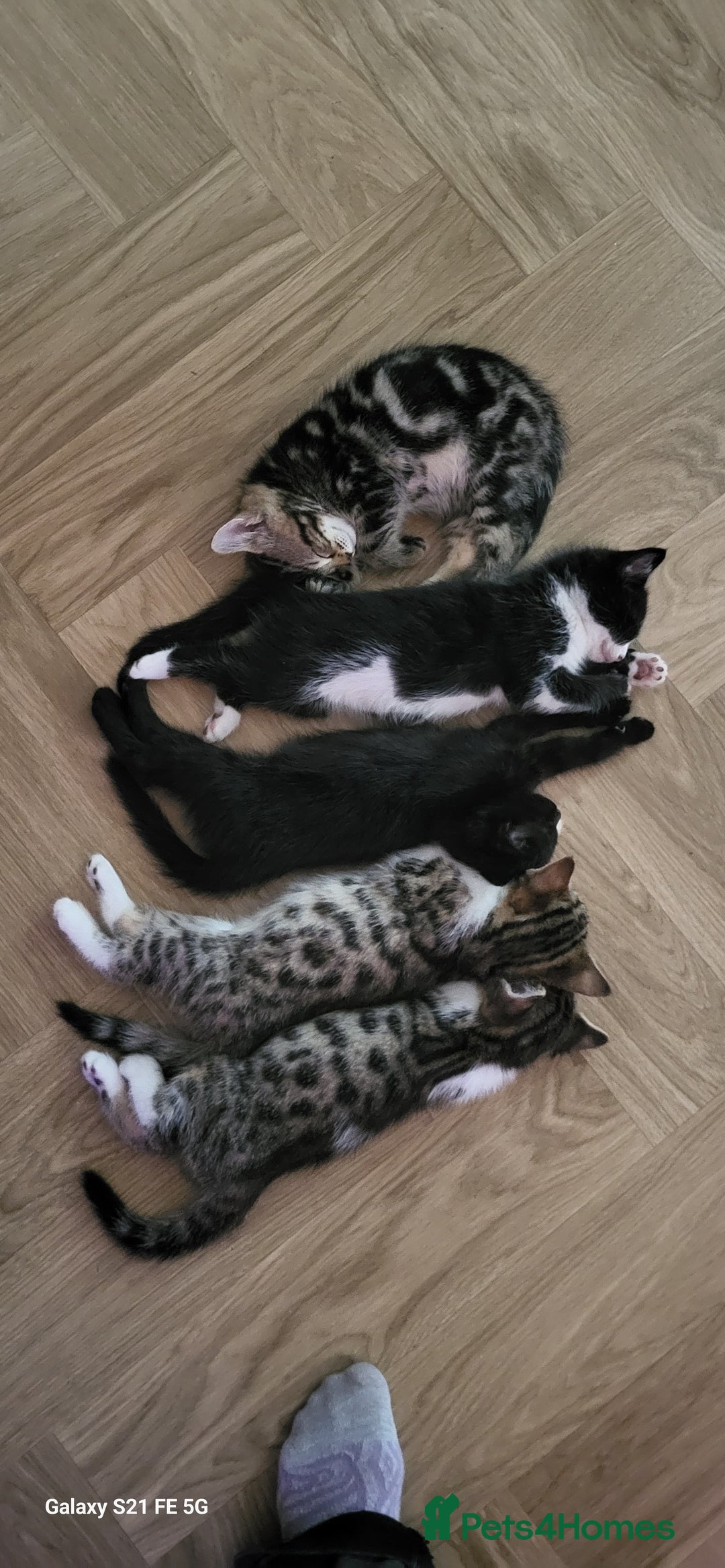 Bengal cats for sale: Half Bengal kittens  - Image 1