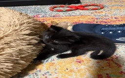 Domestic Shorthair cats for sale: 1 male black (ghost tabby) kitten - Image 4