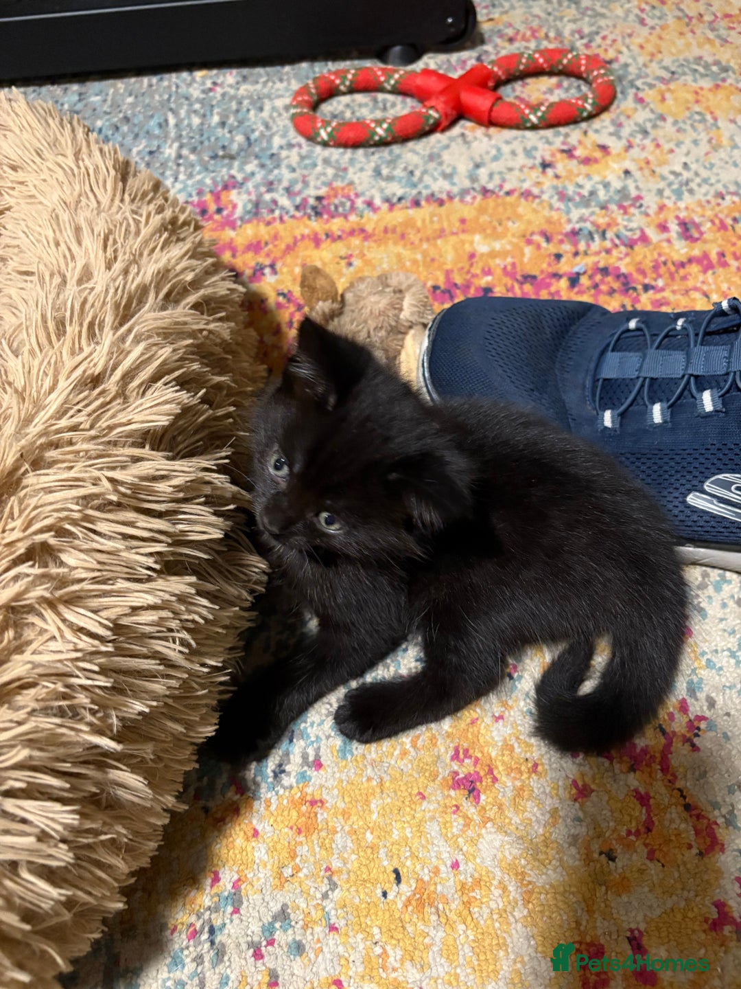 Domestic Shorthair cats for sale: 1 male black (ghost tabby) kitten - Image 4
