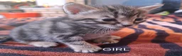 Mixed Breed cats for sale: KITTENS FOR SALE in Bristol - Advert 3