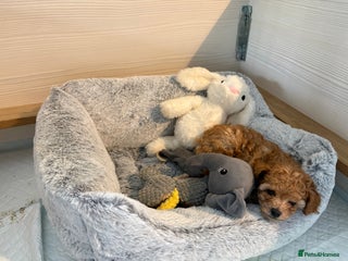 Toy Poodle dogs for sale - Advert 1