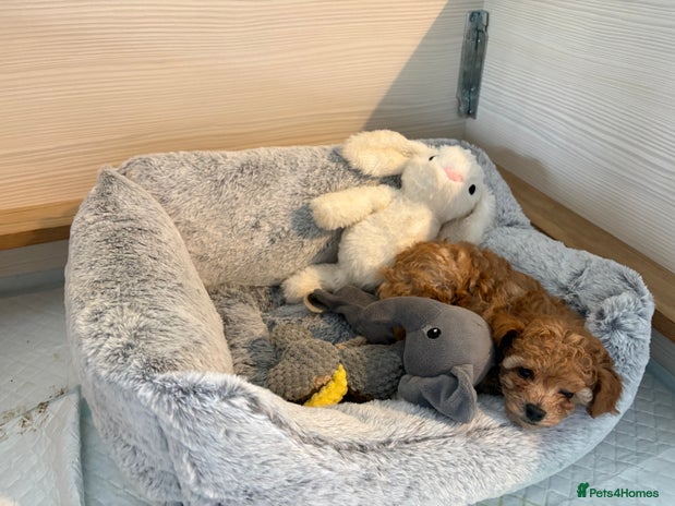 Toy Poodle dogs - Advert 4