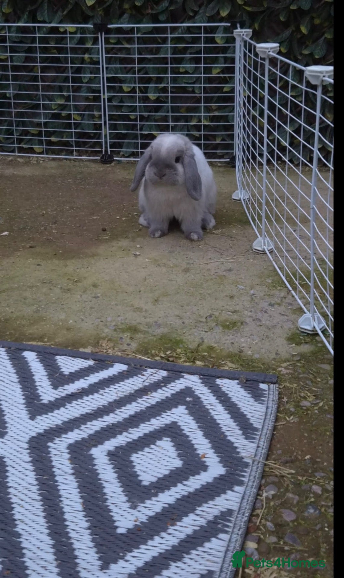 Mini Lop rabbits Mini lop cross french lop rabbit - Advert 1