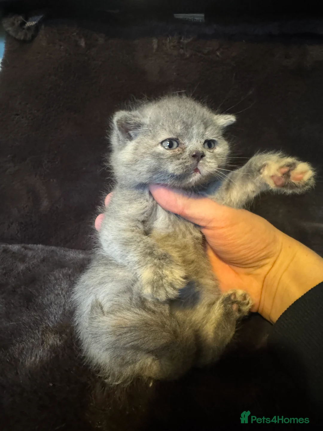 British Shorthair cats for sale: Tica reg BSH kittens  - Advert 12