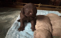 Mixed Breed dogs for sale: Weimardoodle - Image 11