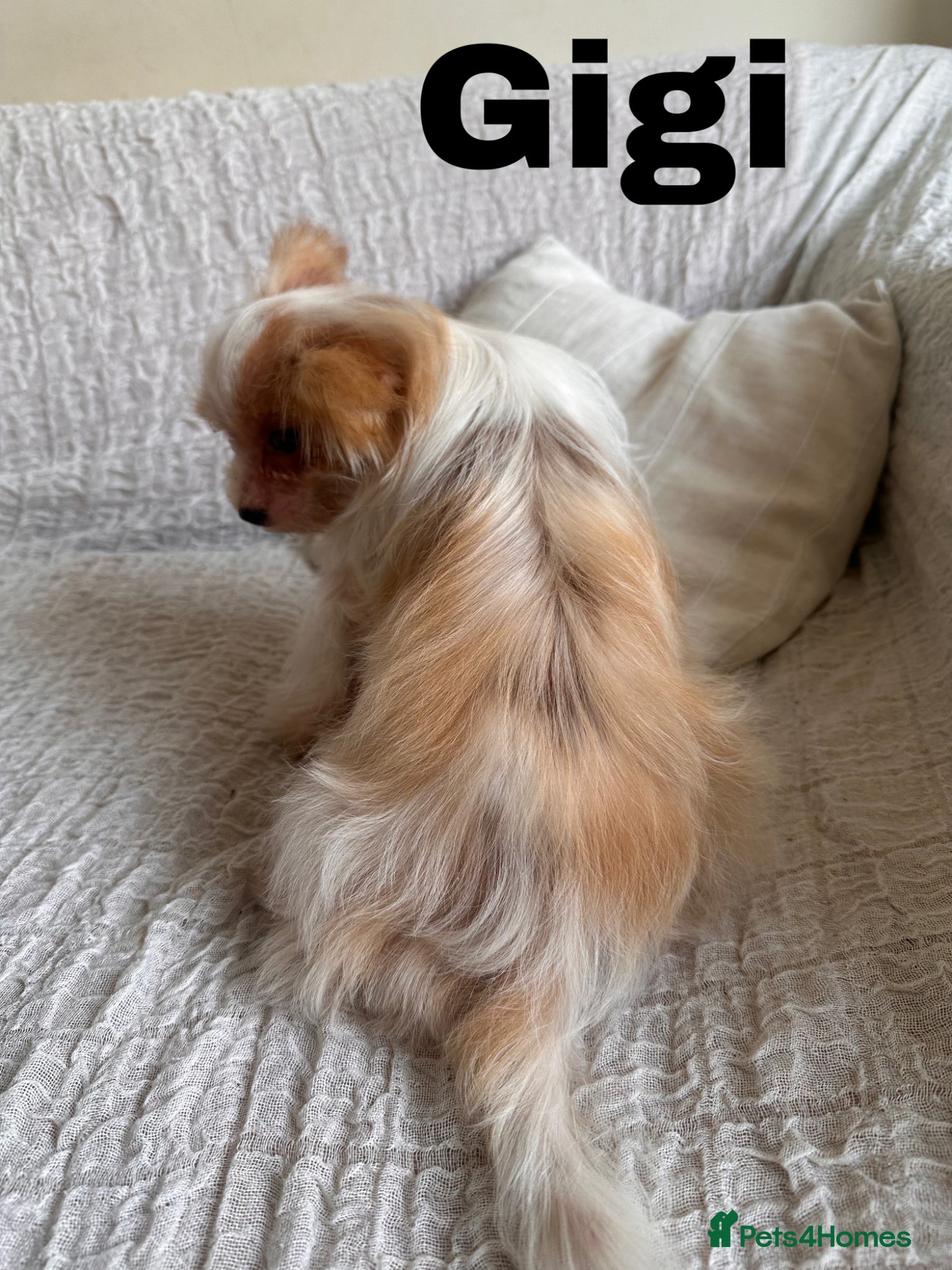 Yorkshire Terrier dogs Gorgeous Yorkshire Terriers - Advert 2