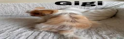 Yorkshire Terrier dogs for sale: Gorgeous Yorkshire Terriers - Advert 6