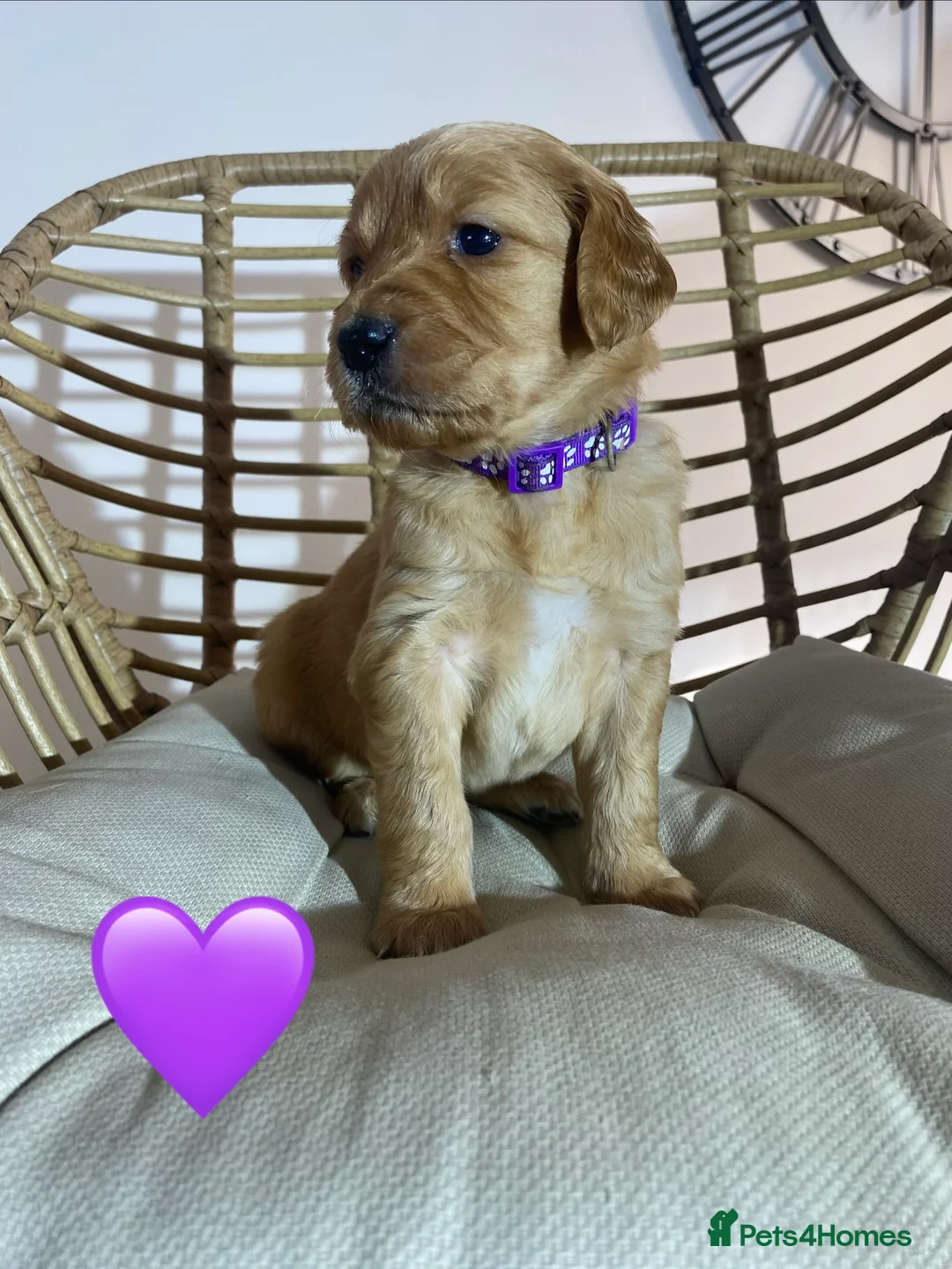Goldendoodle dogs for sale: F1 Goldendoodles 🖤💛 - Advert 9