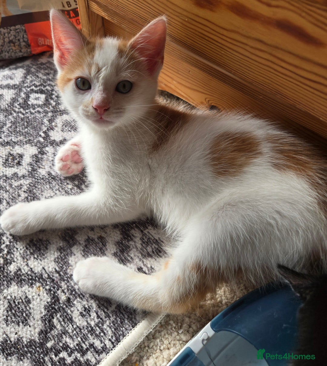 Mixed Breed cats for sale:  Blue eyes Flower pattern mark unique kitten  - Image 22
