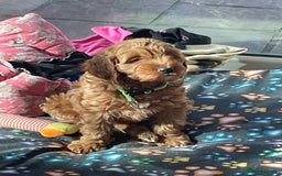 Cavapoo dogs for sale: Wonderful boys and girl  - Image 6