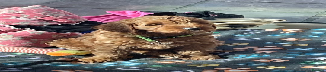 Cavapoo Puppy 3