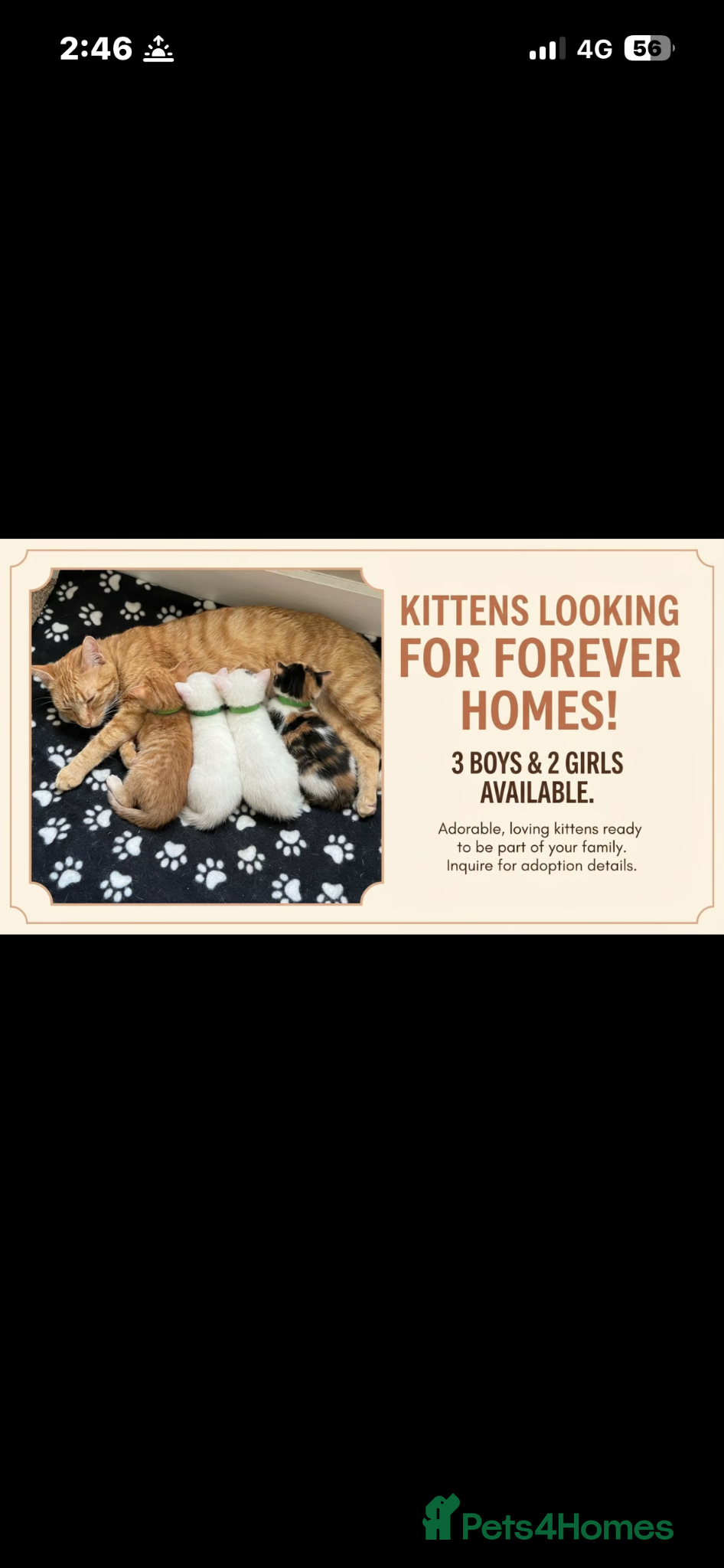 Mixed Breed cats 5 beautiful kittens   - Advert 1