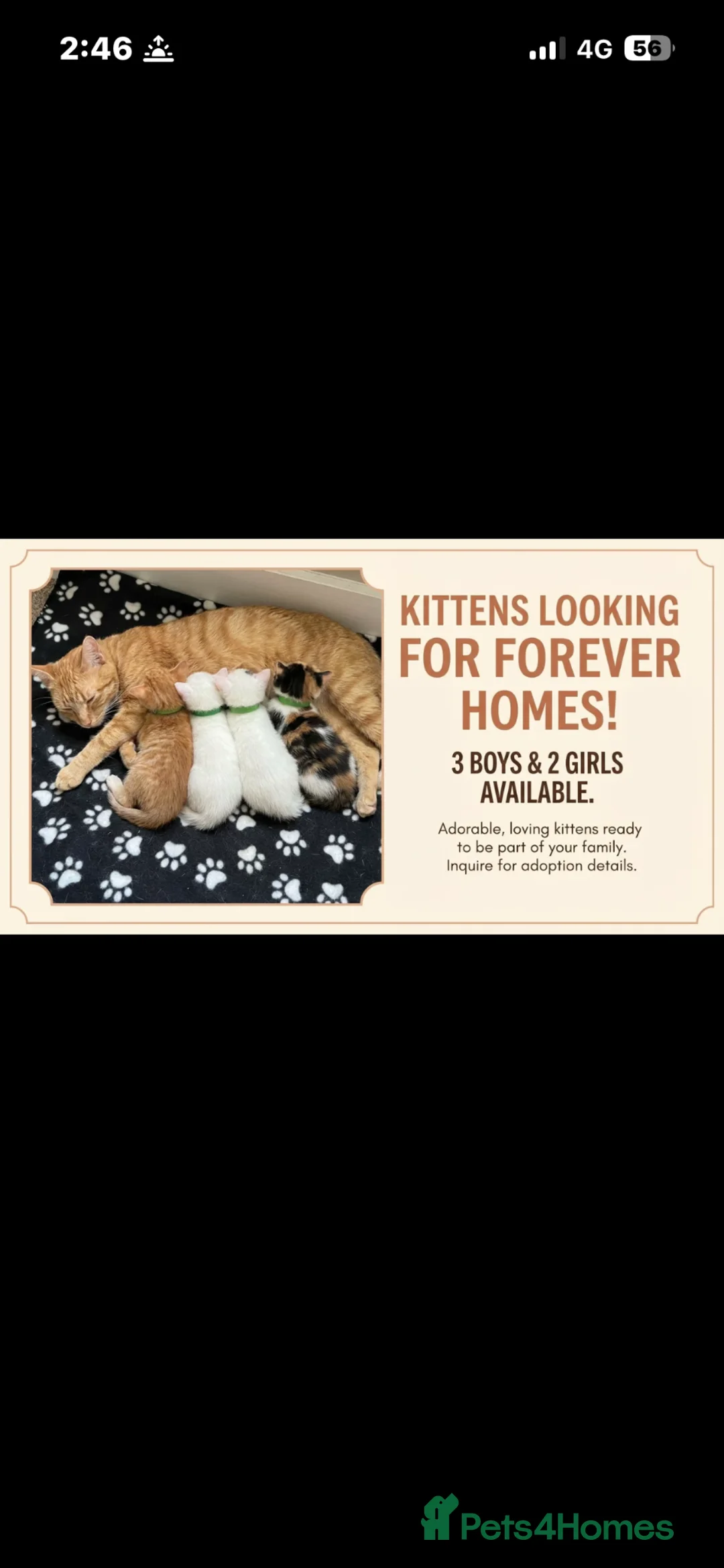 Mixed Breed cats for sale: 5 beautiful kittens   in Gloucester - Advert 1