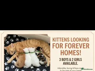 Mixed Breed cats 5 beautiful kittens - Advert 1