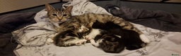 Mixed Breed cats for sale: 4 Lovely Kittens - Advert 2