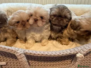 Shih Tzu dogs Imperial shin tzu - Advert 13