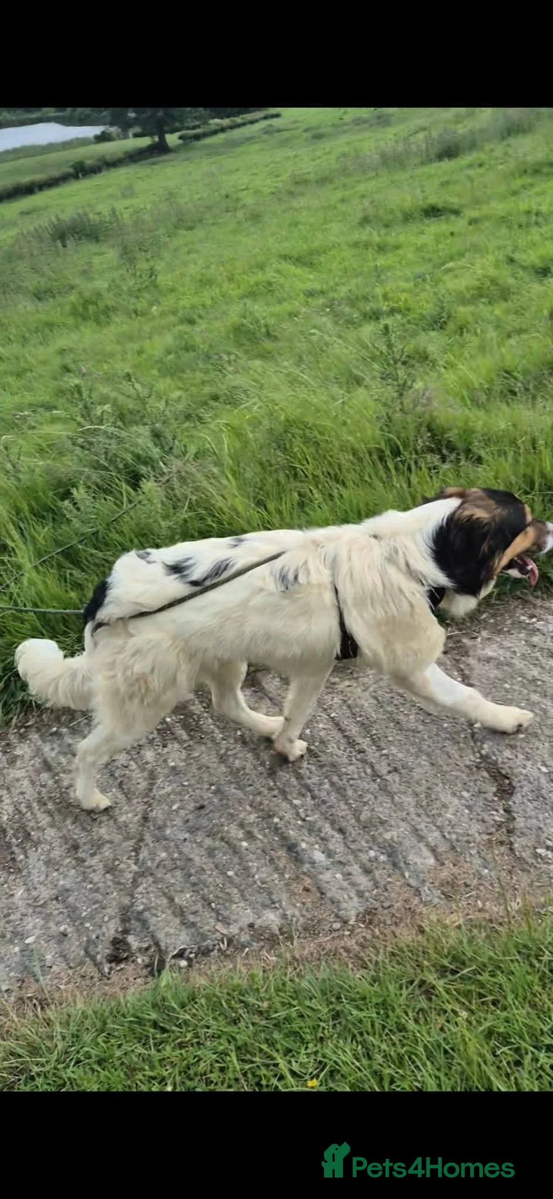 Mixed Breed dogs for adoption: Meet Sandy, currently residing in Powys in Welshpool - Advert 6
