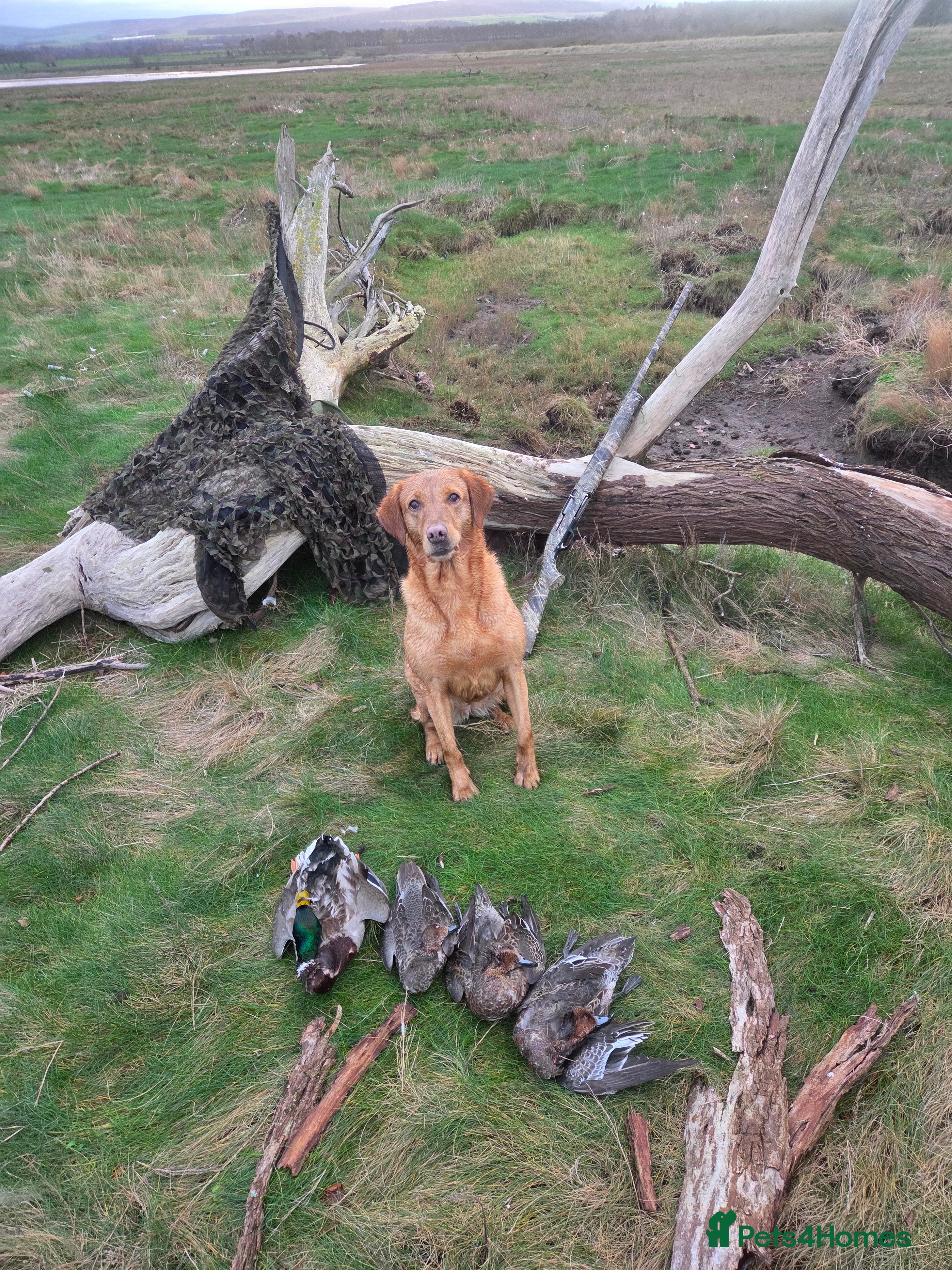 Labrador Retriever dogs 6 year old working bitch - Advert 9