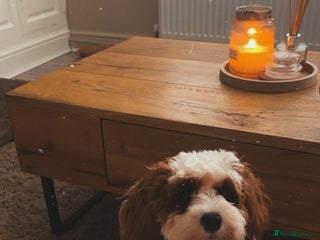 Cavapoo dogs Nellie - 1 Year 1 month - Advert 6