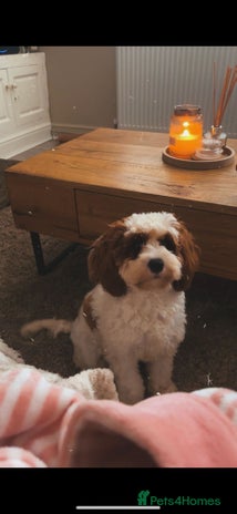 Cavapoo dogs Nellie - 1 Year 1 month - Advert 1