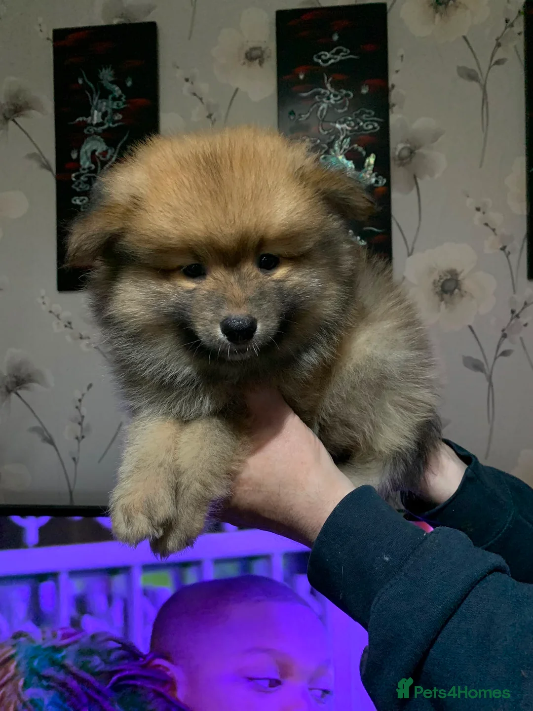 German Spitz dogs for sale: Mr Paul McFadden  in Stoke-on-Trent - Advert 2