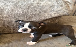 Boston Terrier dogs for sale: Boston Terrier Puppies - Image 2