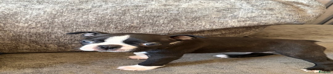 Boston Terrier Puppy 2