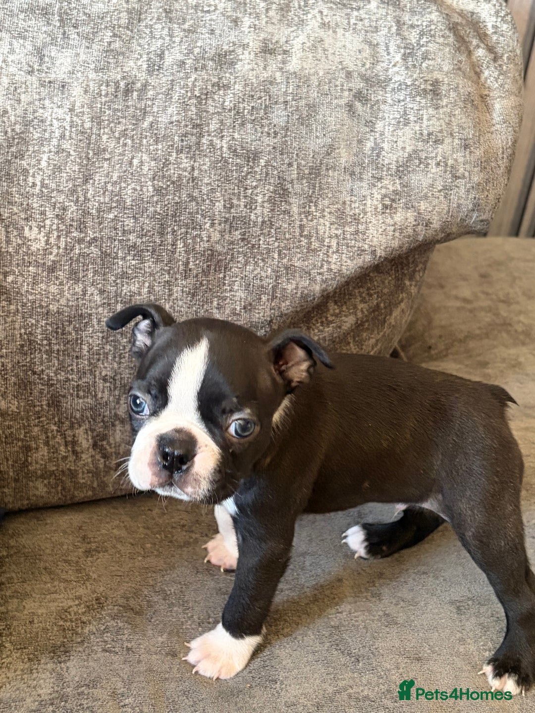 Boston Terrier dogs for sale: Boston Terrier Puppies - Image 2