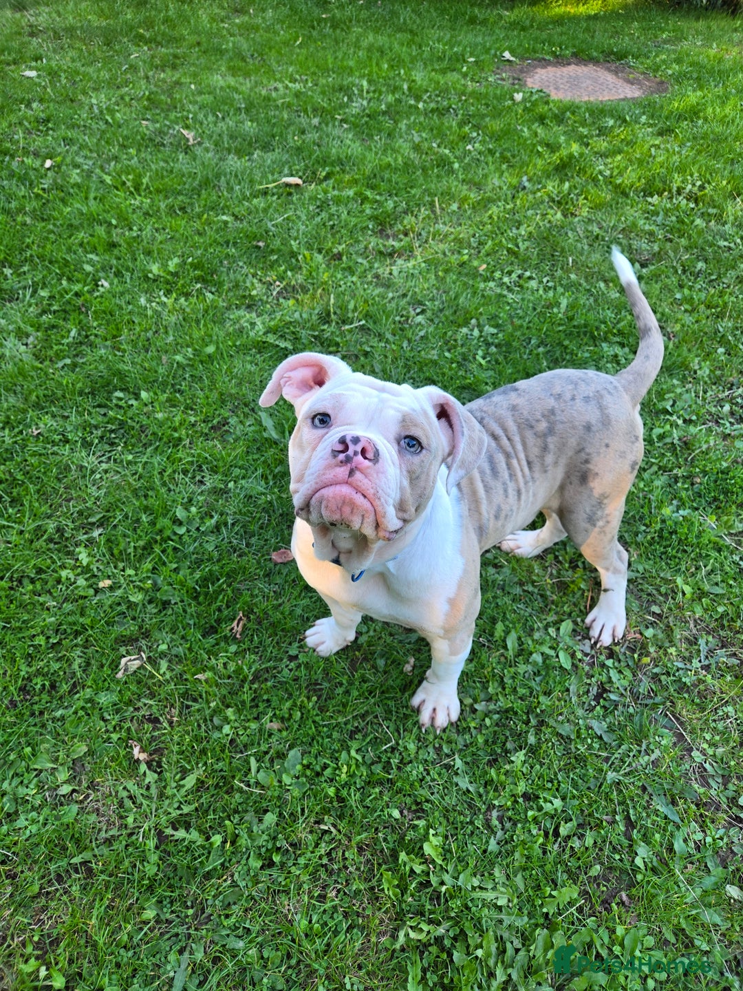 Old Tyme Bulldog dogs for sale: Old Tyme Bulldog - Image 8