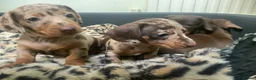 Miniature Dachshund dogs for sale: Funny happy miniature dachshund puppies - Advert 22