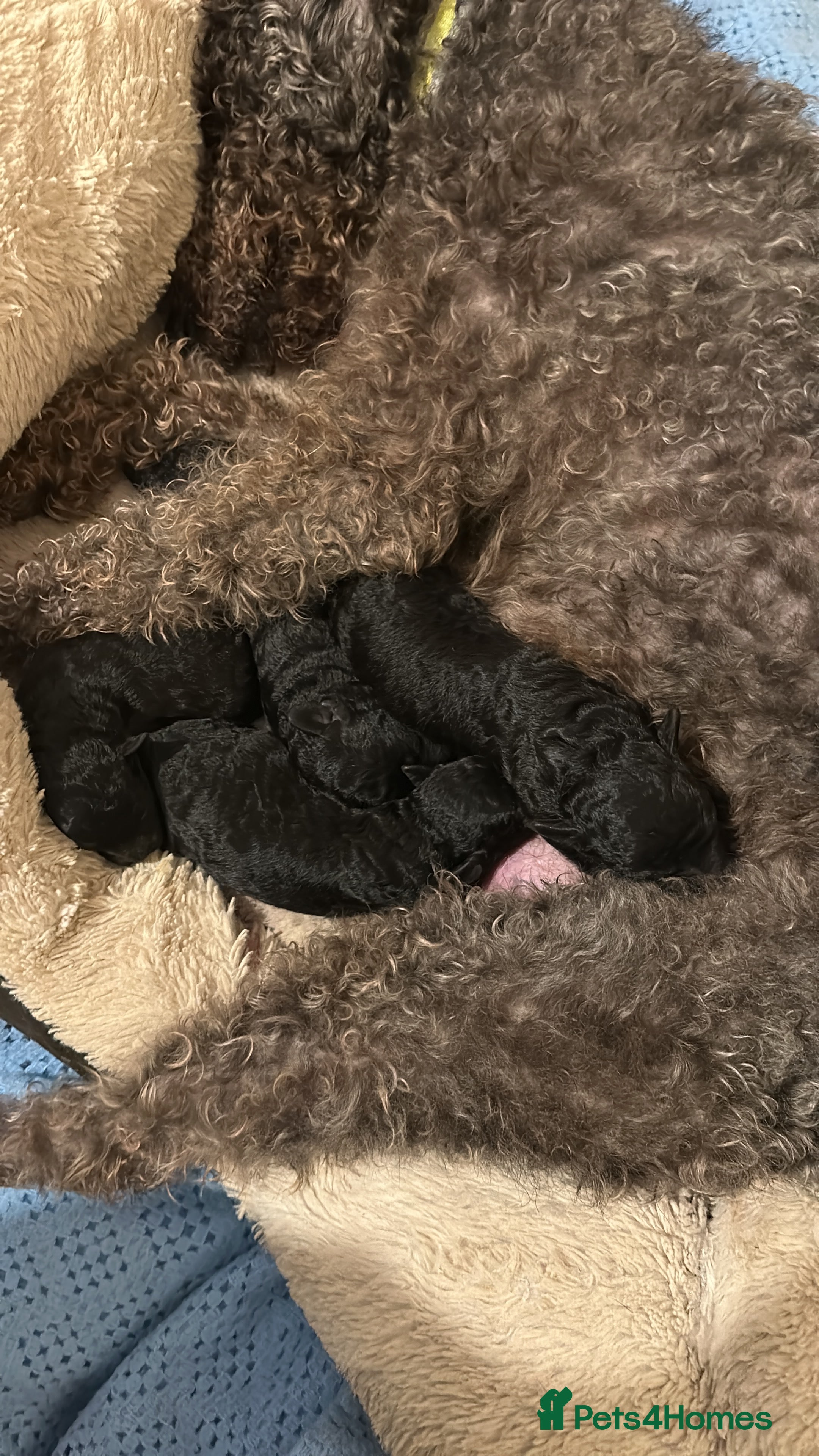 Bedlington Terrier dogs 7/8’s Bedlington x Whippet pups  - Advert 2