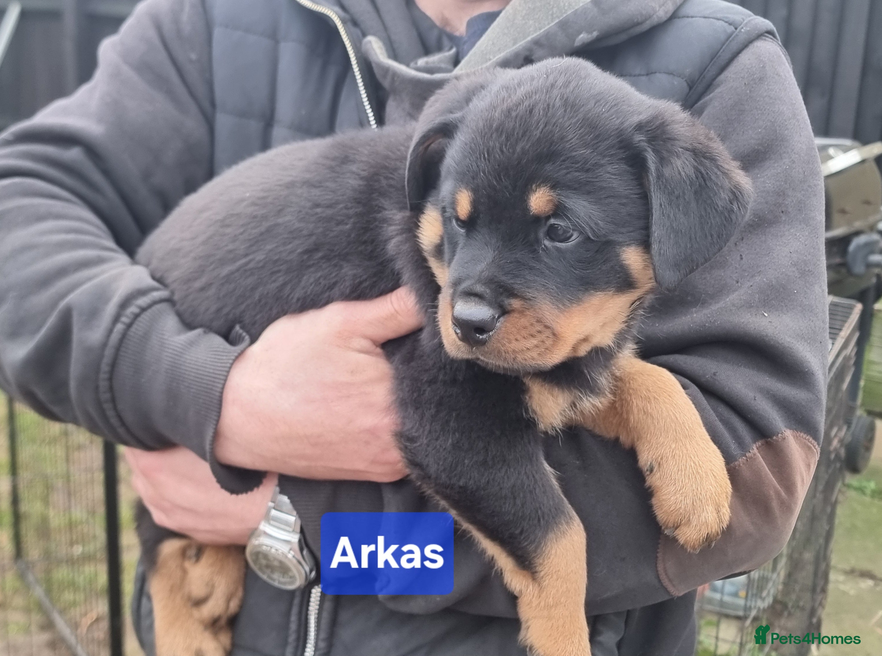 Rottweiler dogs ONLY 2 BOYS LEFT Champion Bloodline KC Rottweilers - Advert 2