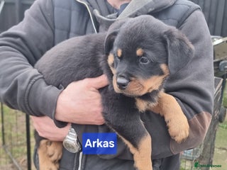 Rottweiler dogs ONLY 2 BOYS LEFT Champion Bloodline KC Rottweilers - Advert 2