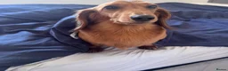 Dachshund dogs for sale: Long haired dachshund  in Blackburn - Advert 2