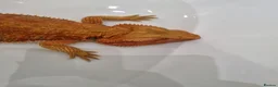 Bearded Dragon reptiles for sale: Tango in Lincoln - Advert 7