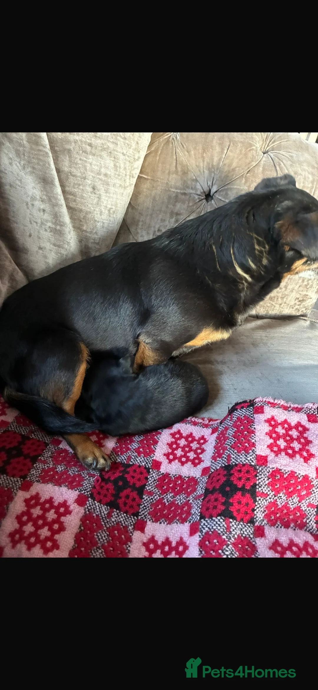 Jack Russell dogs for sale: jack russel boy  in Reading - Advert 4