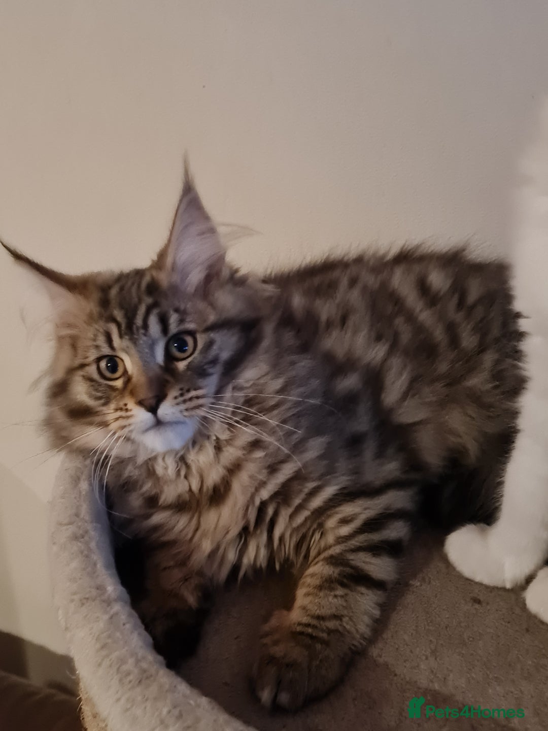 Maine Coon cats for sale: Mainecoon female - Advert 4