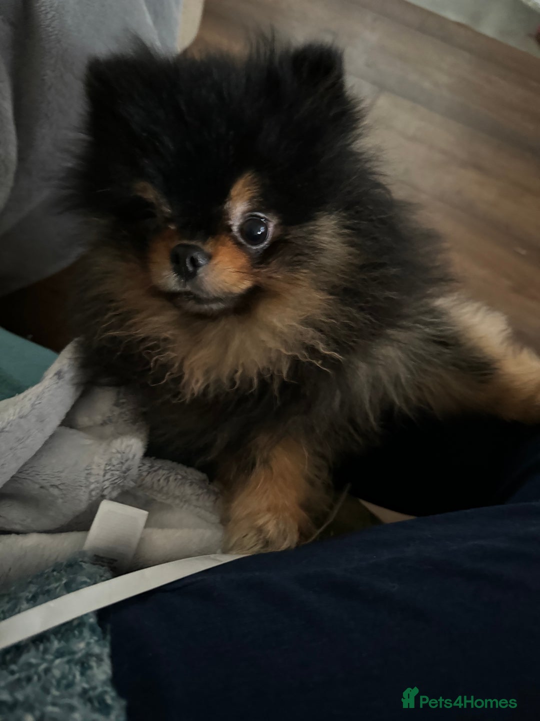Pomeranian dogs for sale: *MINIATURE UNIQUE RARE tan toy Pomeranian boy 3yr* - Image 5