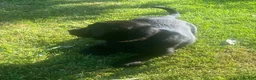 Labrador Retriever dogs for sale: KC Registered Black Labrador puppies  - Advert 14