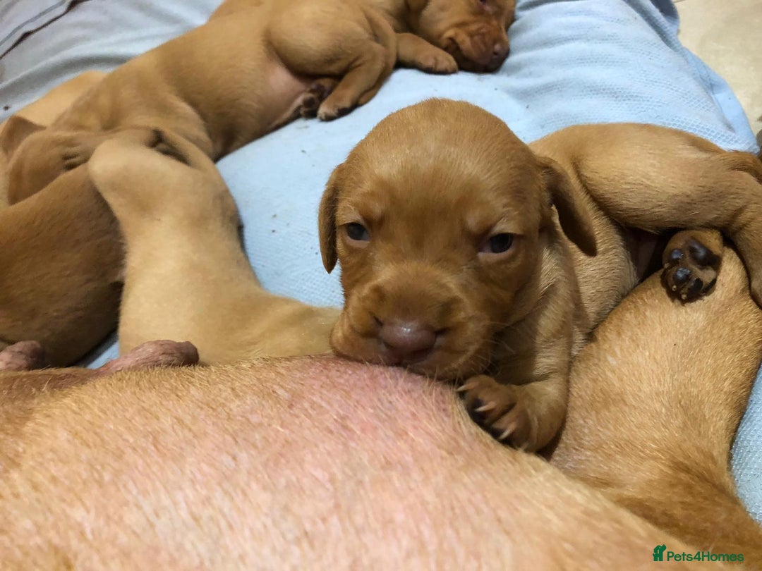 Hungarian Vizsla dogs for sale: Playfull and cheeky hungarian vizsla puppies  - Advert 11