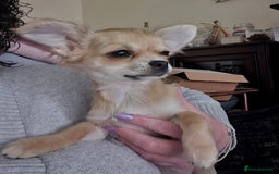 Chihuahua dogs for sale: Long haired chihuahua  - Image 2