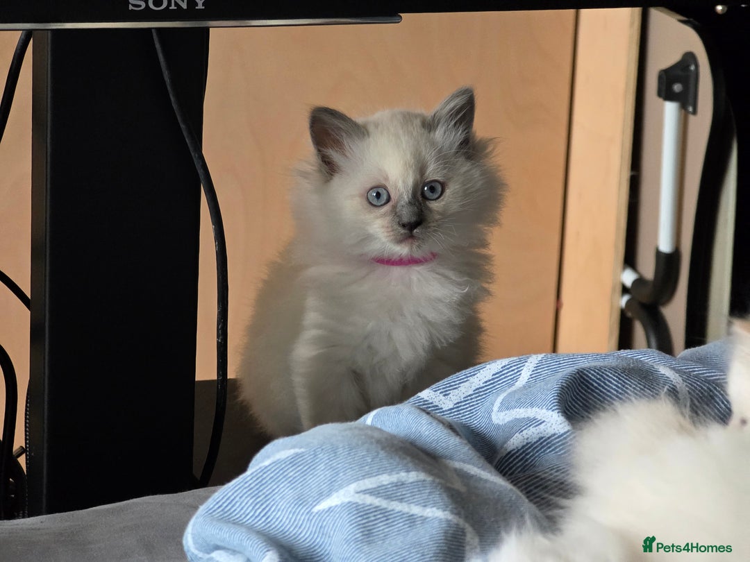 Ragdoll cats for sale: GCCF REGISTERED RAGDOLL KITTENS  - Advert 6