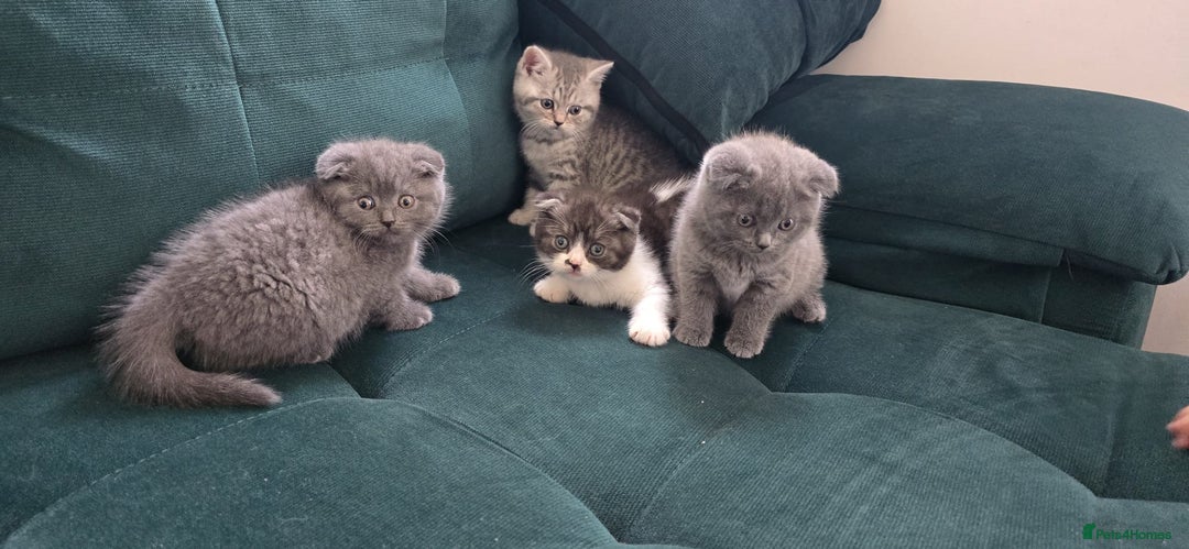 Scottish Fold cats for sale: For sale Scottish fold kitties  - Image 14