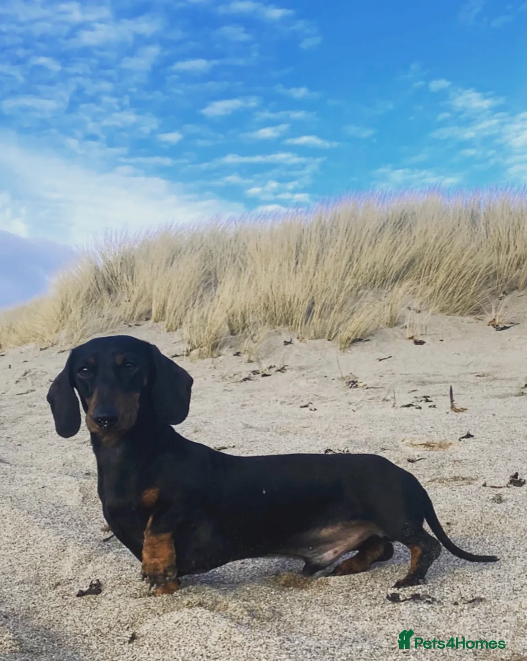 Miniature Dachshund dogs for stud: Kc reg IVDD screened pra clear mini smooth  in Newton Abbot - Advert 8