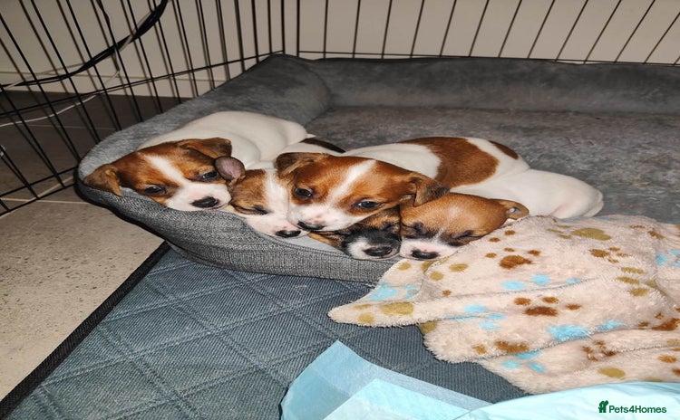 Jack Russell dogs - Advert 4