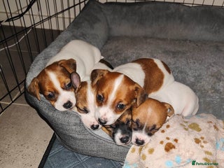 Jack Russell dogs - Advert 6