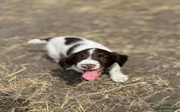 English Springer Spaniel dogs for sale: Working Springer Spaniels  - Image 9