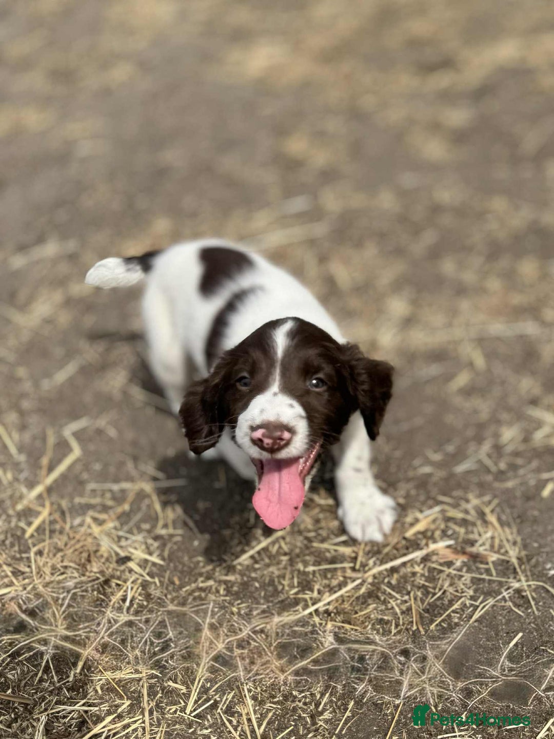 English Springer Spaniel dogs for sale: Working Springer Spaniels  - Image 9